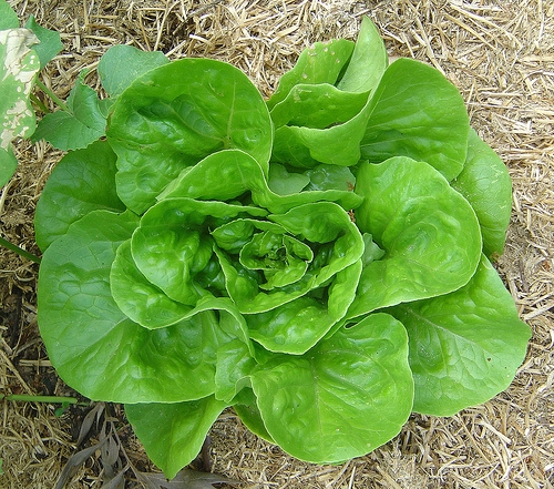 poza despre salata verde